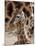 DEU Giraffenbaby-Kai-uwe Knoth-Mounted Photographic Print