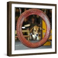 DEU SN Rassehunde Ausstellung-Matthias Rietschel-Framed Photographic Print