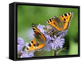 DEU Wetter Sschmetterling-Winfried Rothermel-Framed Stretched Canvas