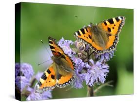 DEU Wetter Sschmetterling-Winfried Rothermel-Stretched Canvas