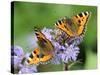 DEU Wetter Sschmetterling-Winfried Rothermel-Stretched Canvas