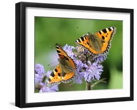 DEU Wetter Sschmetterling-Winfried Rothermel-Framed Premium Photographic Print