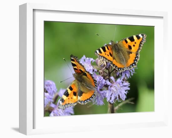 DEU Wetter Sschmetterling-Winfried Rothermel-Framed Premium Photographic Print