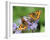 DEU Wetter Sschmetterling-Winfried Rothermel-Framed Premium Photographic Print