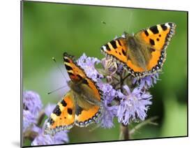 DEU Wetter Sschmetterling-Winfried Rothermel-Mounted Premium Photographic Print