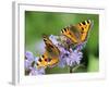 DEU Wetter Sschmetterling-Winfried Rothermel-Framed Premium Photographic Print