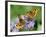 DEU Wetter Sschmetterling-Winfried Rothermel-Framed Premium Photographic Print