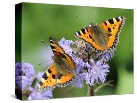 DEU Wetter Sschmetterling-Winfried Rothermel-Stretched Canvas