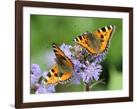 DEU Wetter Sschmetterling-Winfried Rothermel-Framed Photographic Print