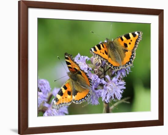 DEU Wetter Sschmetterling-Winfried Rothermel-Framed Photographic Print