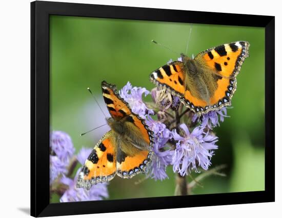 DEU Wetter Sschmetterling-Winfried Rothermel-Framed Photographic Print