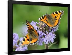 DEU Wetter Sschmetterling-Winfried Rothermel-Framed Photographic Print