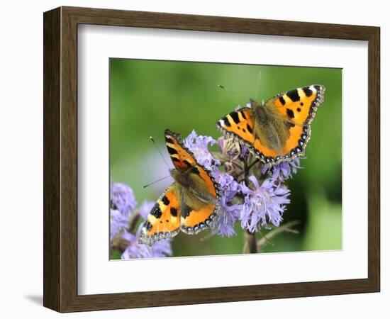 DEU Wetter Sschmetterling-Winfried Rothermel-Framed Photographic Print