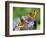 DEU Wetter Sschmetterling-Winfried Rothermel-Framed Photographic Print