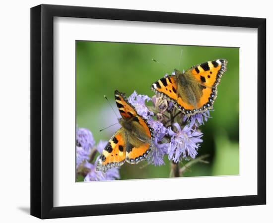 DEU Wetter Sschmetterling-Winfried Rothermel-Framed Photographic Print