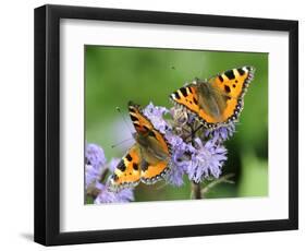 DEU Wetter Sschmetterling-Winfried Rothermel-Framed Photographic Print