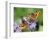 DEU Wetter Sschmetterling-Winfried Rothermel-Framed Photographic Print