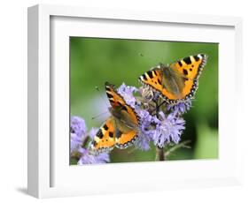 DEU Wetter Sschmetterling-Winfried Rothermel-Framed Photographic Print