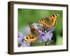 DEU Wetter Sschmetterling-Winfried Rothermel-Framed Photographic Print