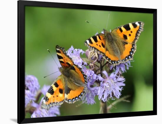 DEU Wetter Sschmetterling-Winfried Rothermel-Framed Photographic Print