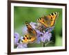 DEU Wetter Sschmetterling-Winfried Rothermel-Framed Photographic Print