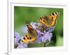 DEU Wetter Sschmetterling-Winfried Rothermel-Framed Photographic Print