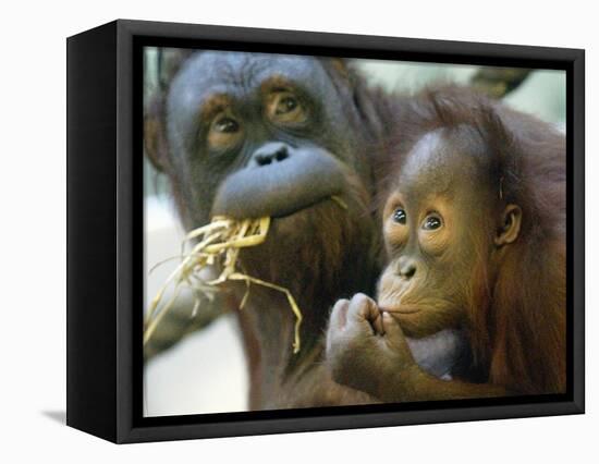 Deu Zoo Berlin-null-Framed Stretched Canvas