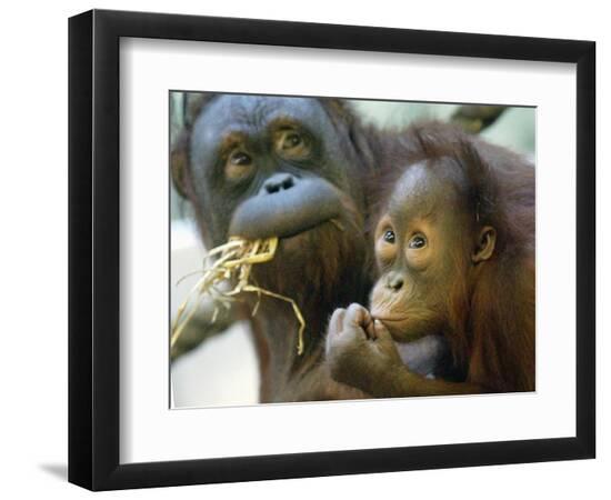 Premium Photographic Print, , large
