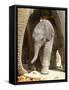 DEU Zoo Elefant-Joerg Sarbach-Framed Stretched Canvas