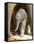 DEU Zoo Elefant-Joerg Sarbach-Framed Stretched Canvas