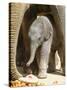 DEU Zoo Elefant-Joerg Sarbach-Stretched Canvas