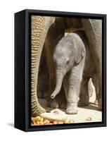 DEU Zoo Elefant-Joerg Sarbach-Framed Stretched Canvas