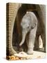 DEU Zoo Elefant-Joerg Sarbach-Stretched Canvas