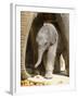 DEU Zoo Elefant-Joerg Sarbach-Framed Photographic Print