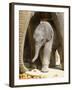 DEU Zoo Elefant-Joerg Sarbach-Framed Photographic Print