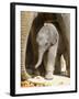 DEU Zoo Elefant-Joerg Sarbach-Framed Photographic Print