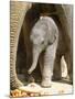 DEU Zoo Elefant-Joerg Sarbach-Mounted Photographic Print