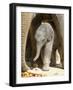 DEU Zoo Elefant-Joerg Sarbach-Framed Photographic Print