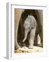 DEU Zoo Elefant-Joerg Sarbach-Framed Photographic Print