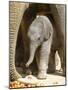 DEU Zoo Elefant-Joerg Sarbach-Mounted Photographic Print