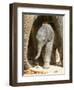 DEU Zoo Elefant-Joerg Sarbach-Framed Photographic Print