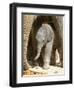 DEU Zoo Elefant-Joerg Sarbach-Framed Photographic Print