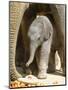 DEU Zoo Elefant-Joerg Sarbach-Mounted Photographic Print