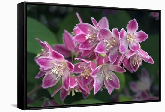 Deutzia Longifolia 'Veitchii'-Colin Varndell-Framed Stretched Canvas