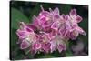 Deutzia Longifolia 'Veitchii'-Colin Varndell-Stretched Canvas