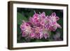 Deutzia Longifolia 'Veitchii'-Colin Varndell-Framed Photographic Print