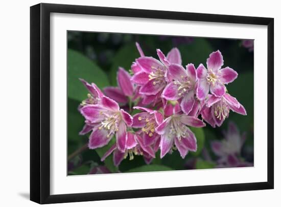 Deutzia Longifolia 'Veitchii'-Colin Varndell-Framed Photographic Print