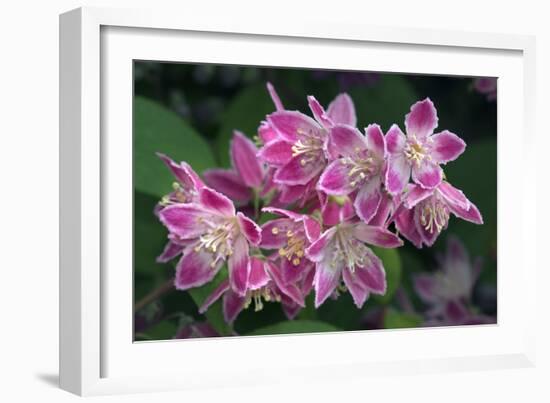 Deutzia Longifolia 'Veitchii'-Colin Varndell-Framed Photographic Print