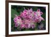 Deutzia Longifolia 'Veitchii'-Colin Varndell-Framed Photographic Print