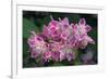 Deutzia Longifolia 'Veitchii'-Colin Varndell-Framed Photographic Print